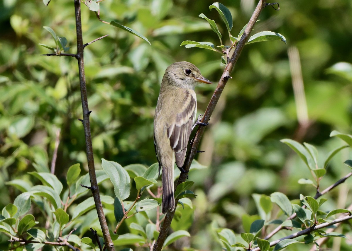 Alder Flycatcher - ML620805446