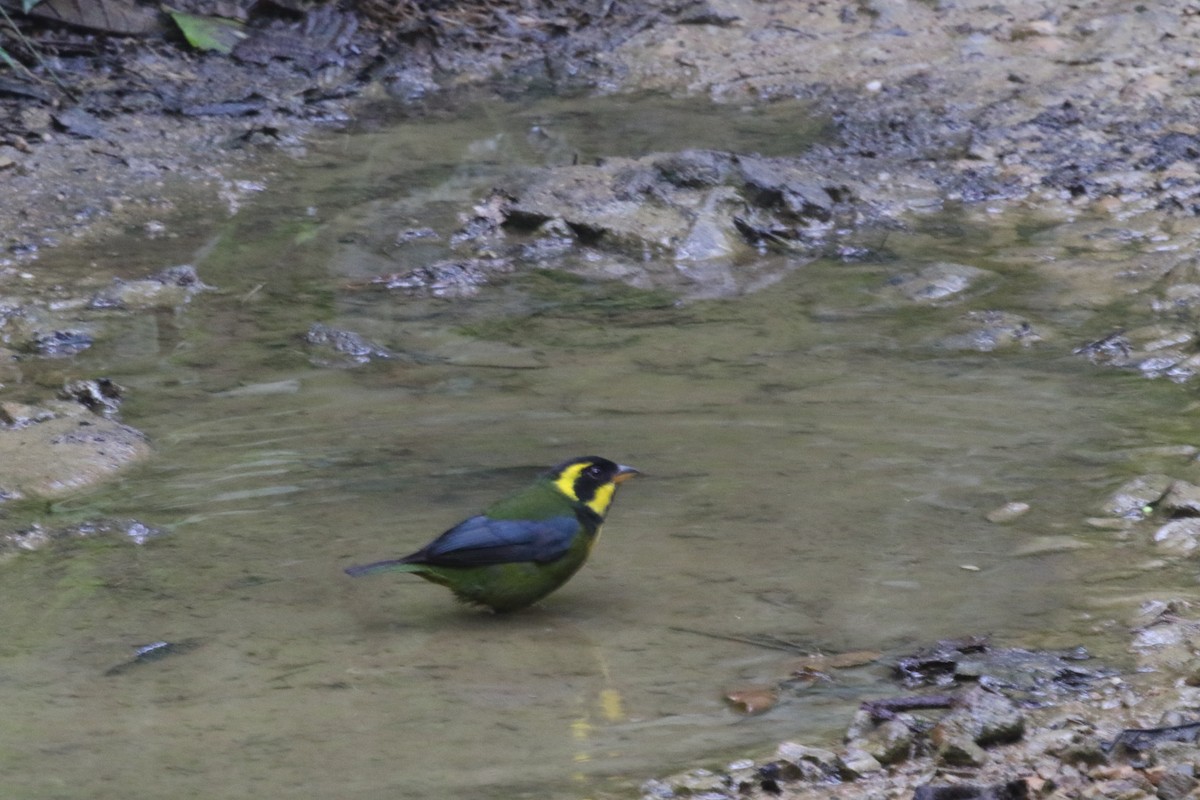 Gold-ringed Tanager - ML620805447