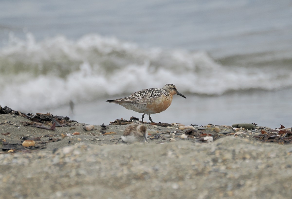 Red Knot - ML620805451