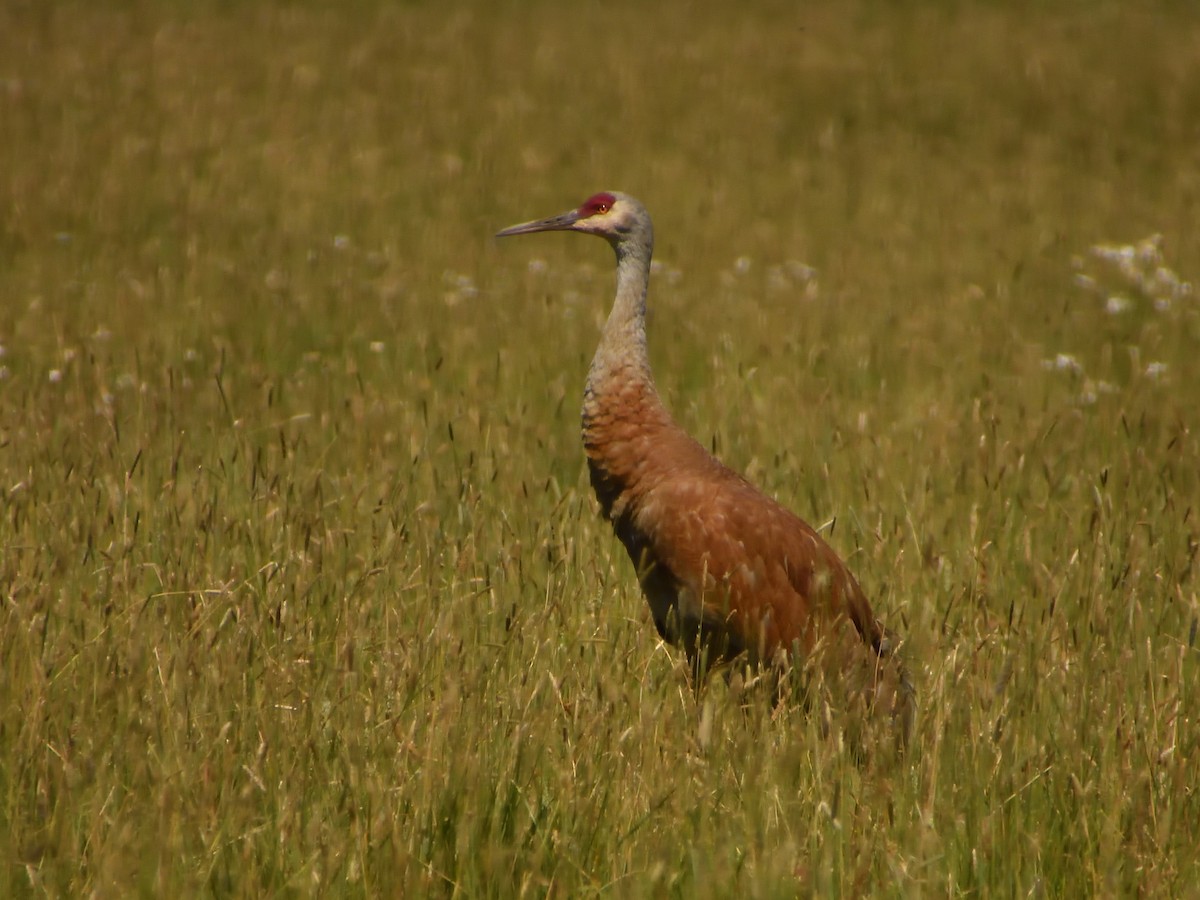 Sandhill Crane - ML620805452