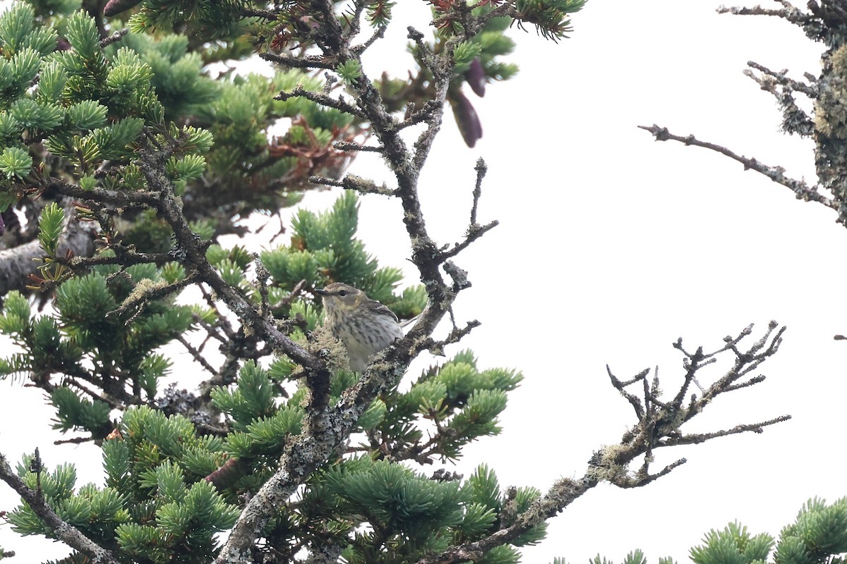 Cape May Warbler - ML620805454