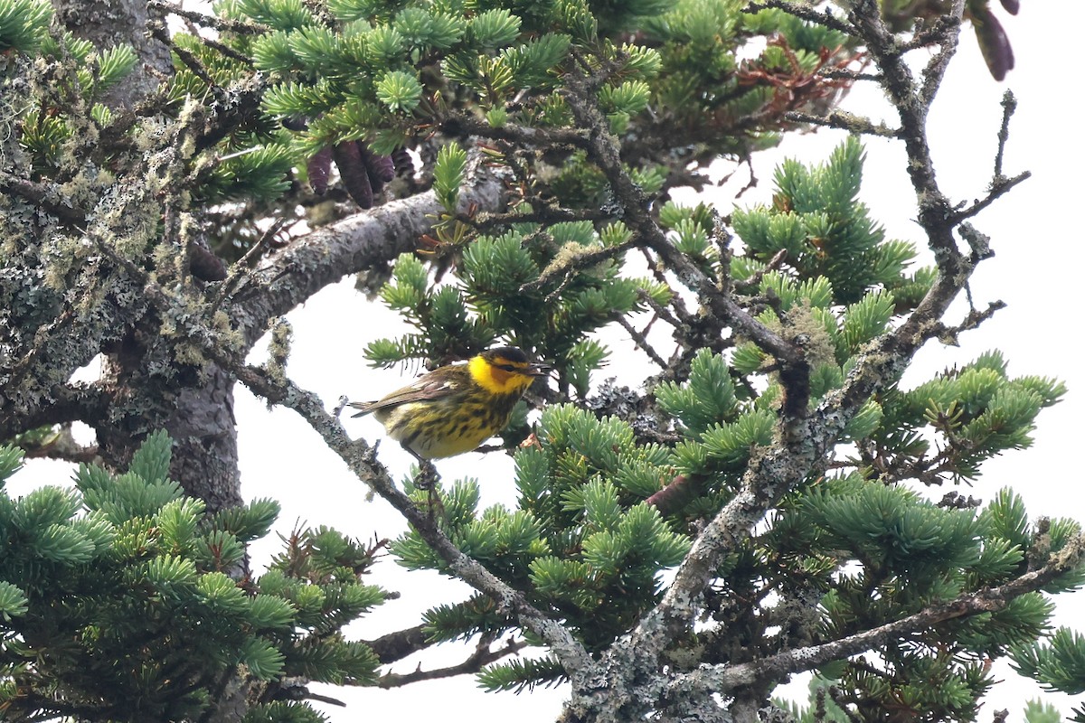 Cape May Warbler - ML620805455