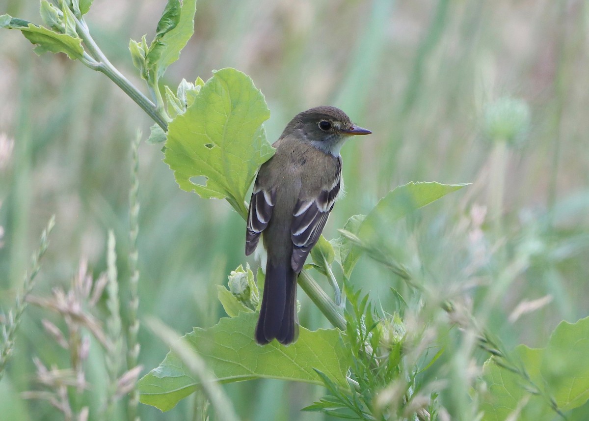 Alder Flycatcher - ML620805456