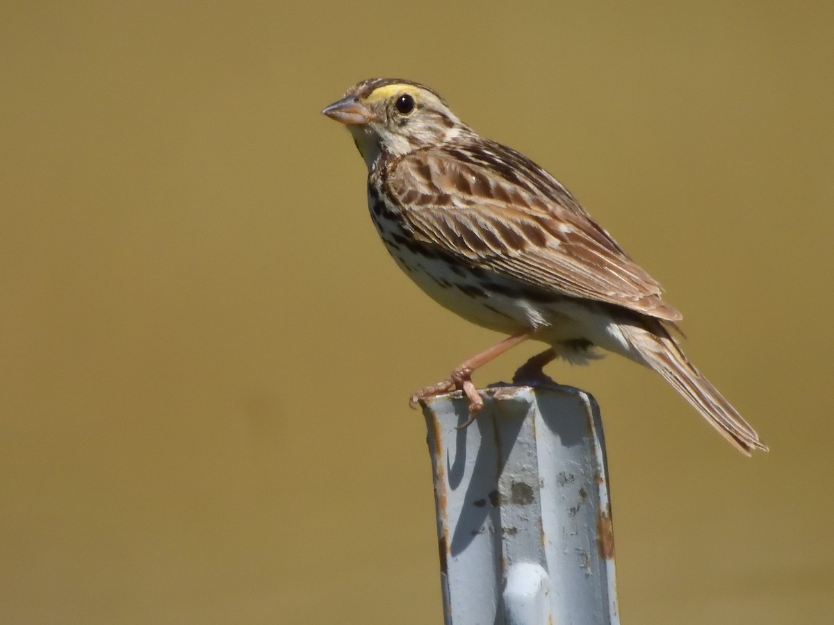 Savannah Sparrow - Pat McGrane