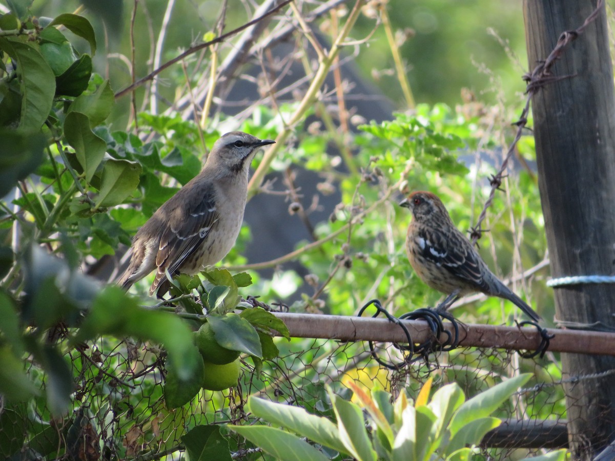 Chilean Mockingbird - ML620805460