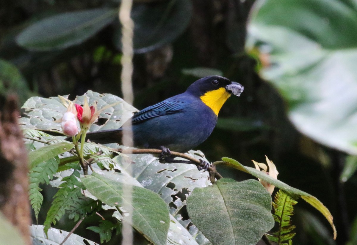 Purplish-mantled Tanager - ML620805461