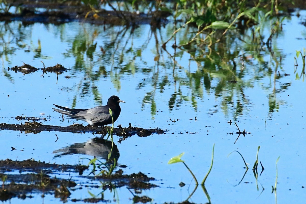 Black Tern - ML620805462