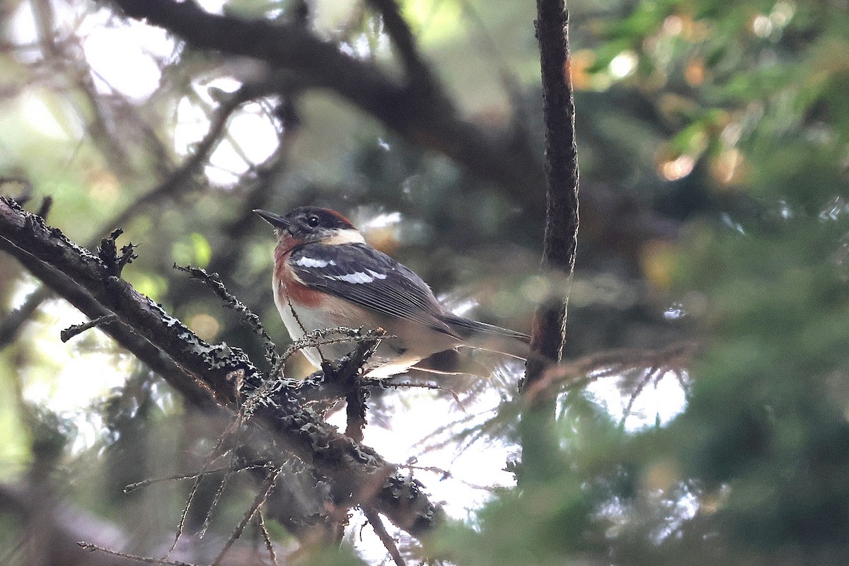 Bay-breasted Warbler - ML620805463