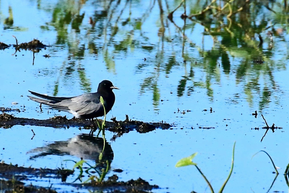 Black Tern - ML620805464