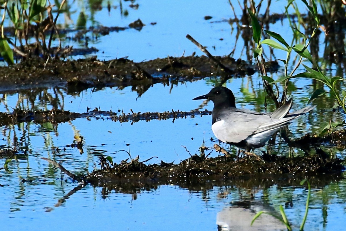 Black Tern - ML620805467