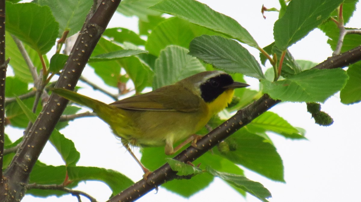 Common Yellowthroat - ML620805470