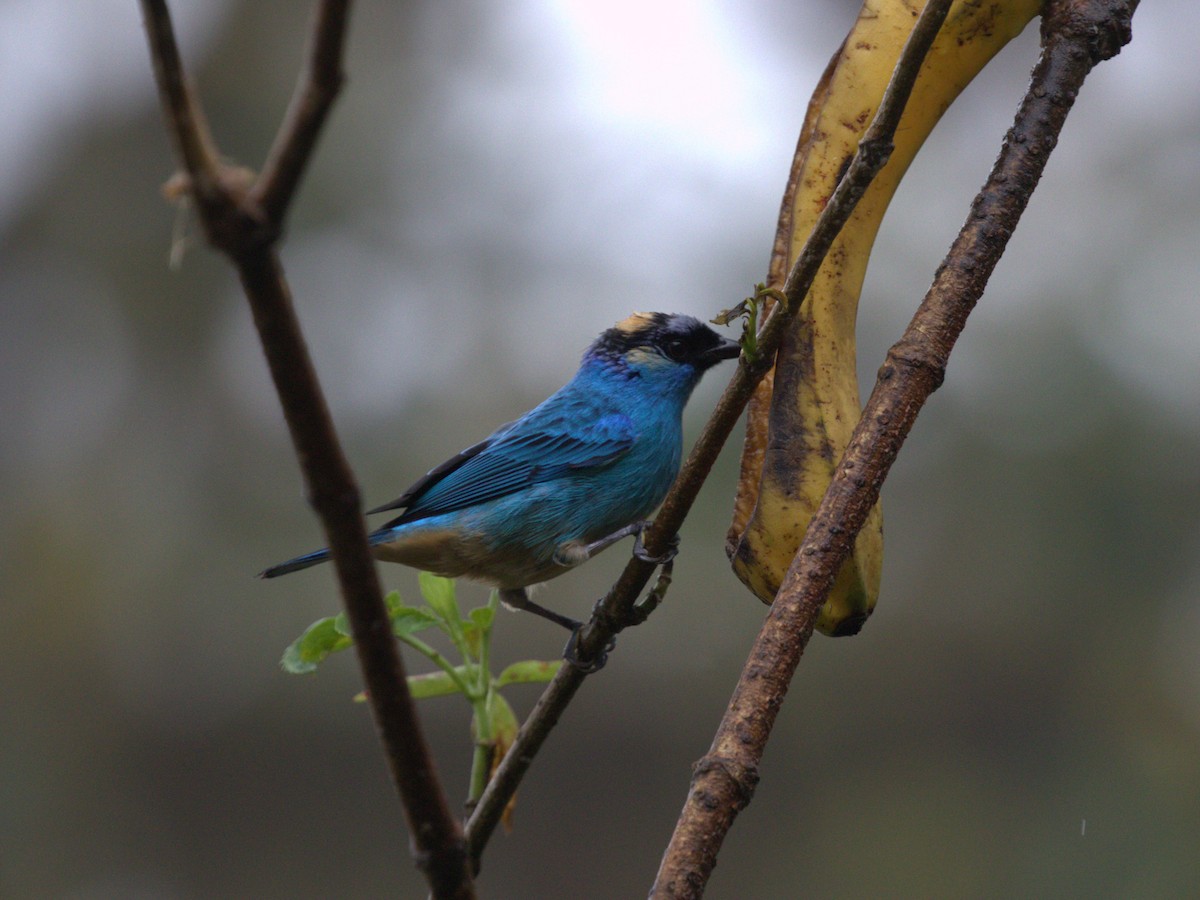 Golden-naped Tanager (Golden-naped) - ML620805473