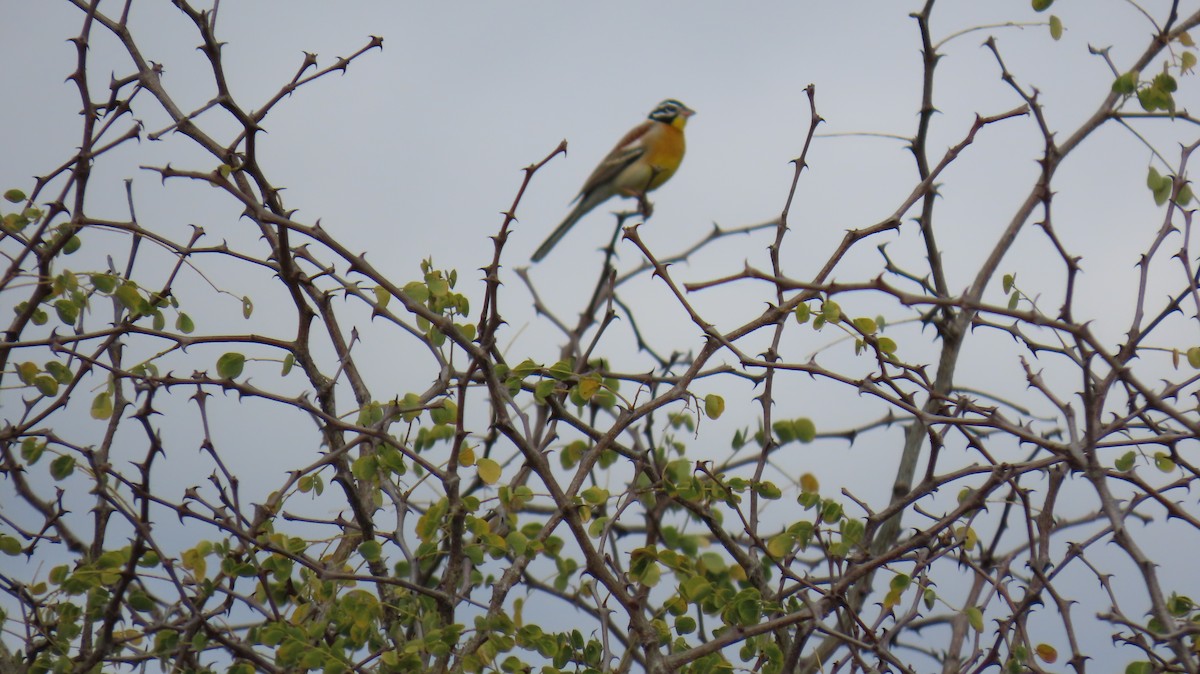Golden-breasted Bunting - ML620805475