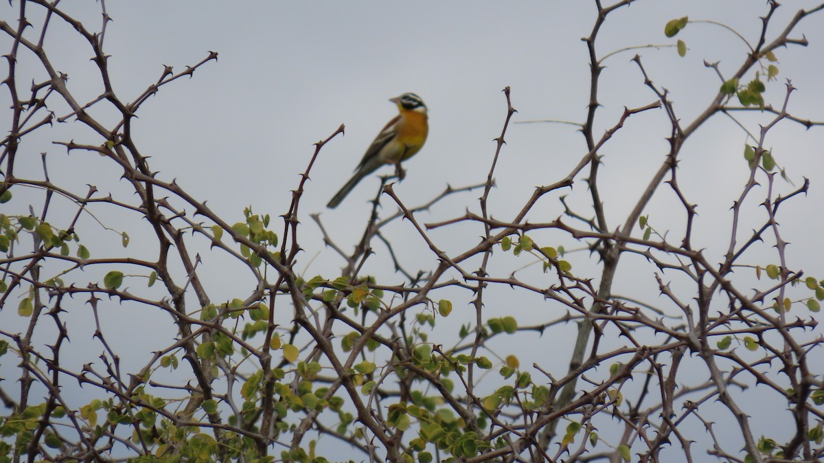 Golden-breasted Bunting - ML620805476