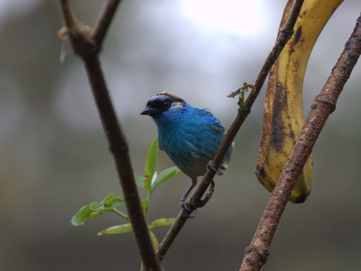 Golden-naped Tanager (Golden-naped) - ML620805477