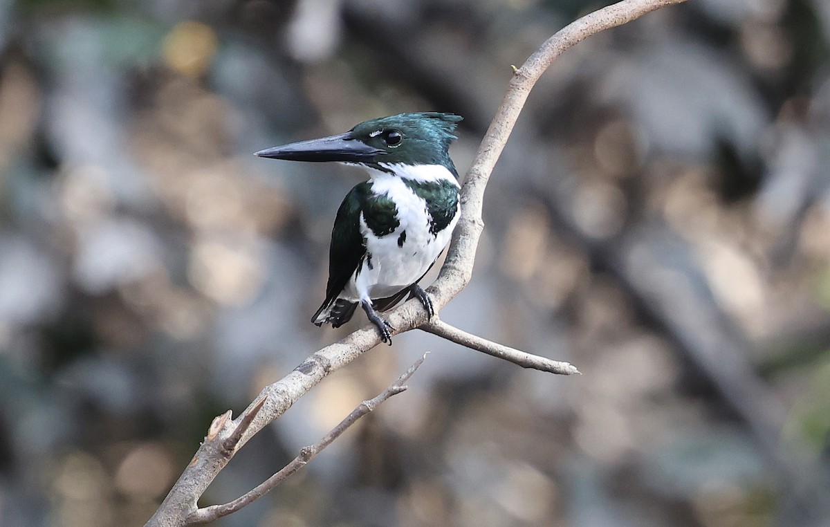 Amazon Kingfisher - ML620805482