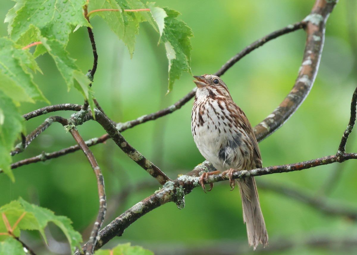 Song Sparrow - Leslie Penner