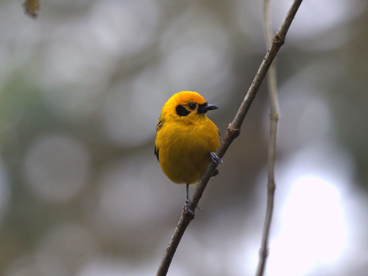 Golden Tanager (aurulenta Group) - ML620805485