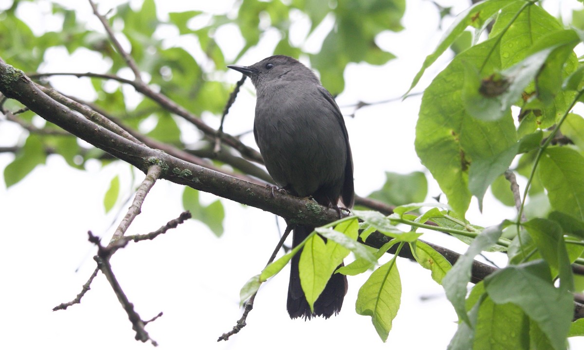 Gray Catbird - Loyan Beausoleil