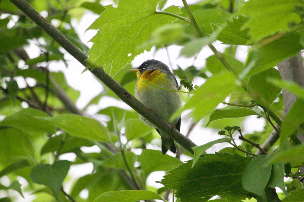 Northern Parula - ML620805494