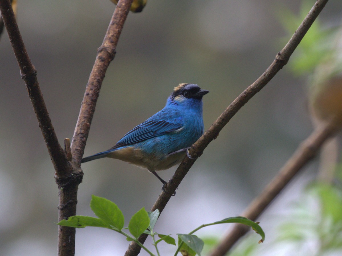 Golden-naped Tanager (Golden-naped) - ML620805495