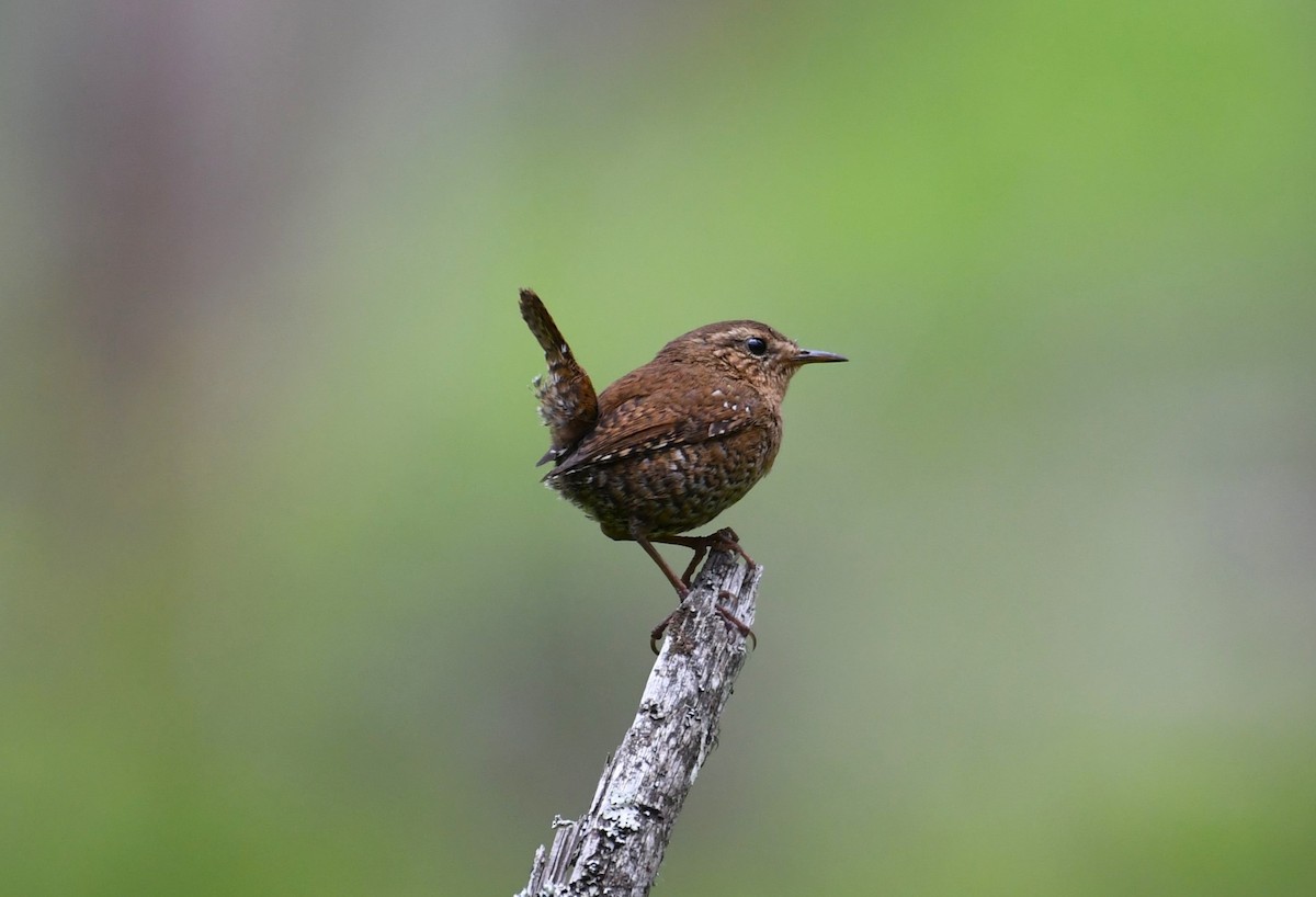 Pacific Wren - ML620805496