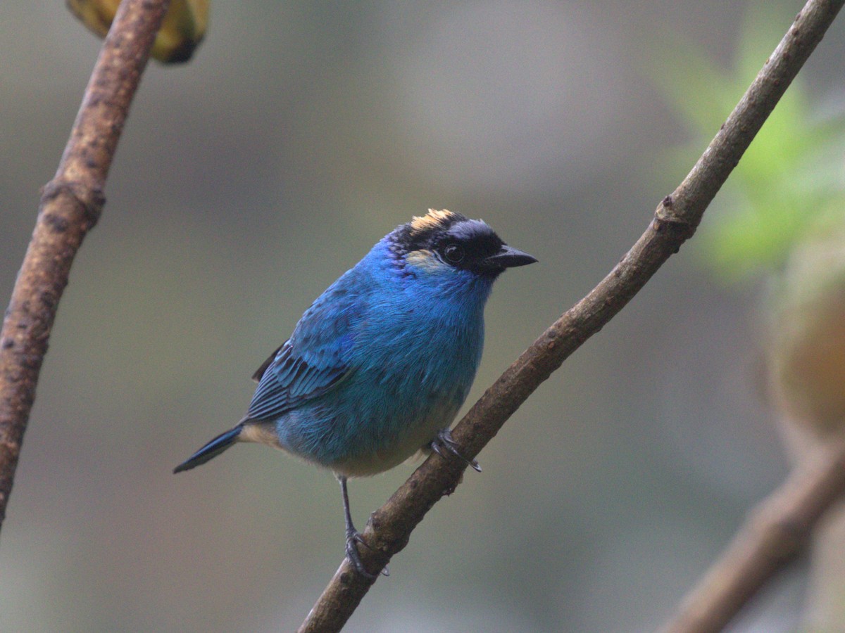 Golden-naped Tanager (Golden-naped) - ML620805497