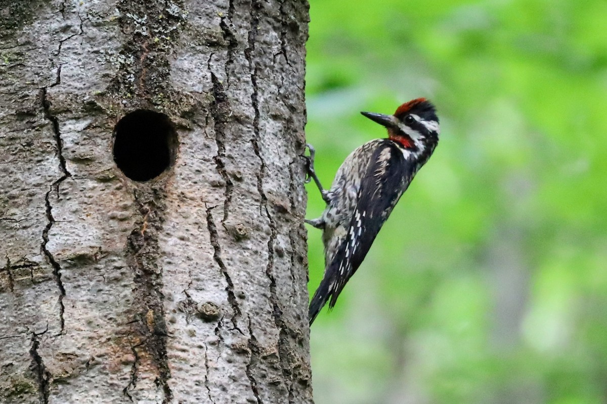 Yellow-bellied Sapsucker - ML620805498