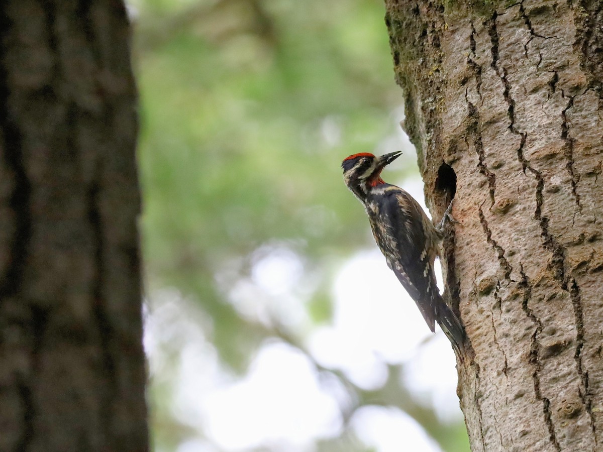 Yellow-bellied Sapsucker - ML620805500