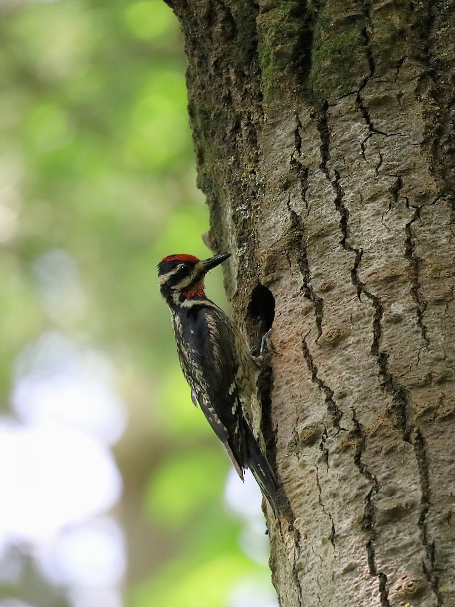 Yellow-bellied Sapsucker - ML620805503