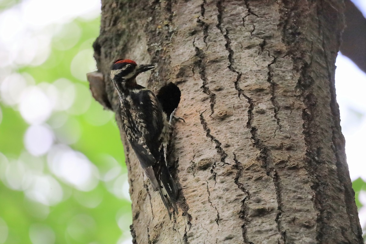 Yellow-bellied Sapsucker - ML620805504