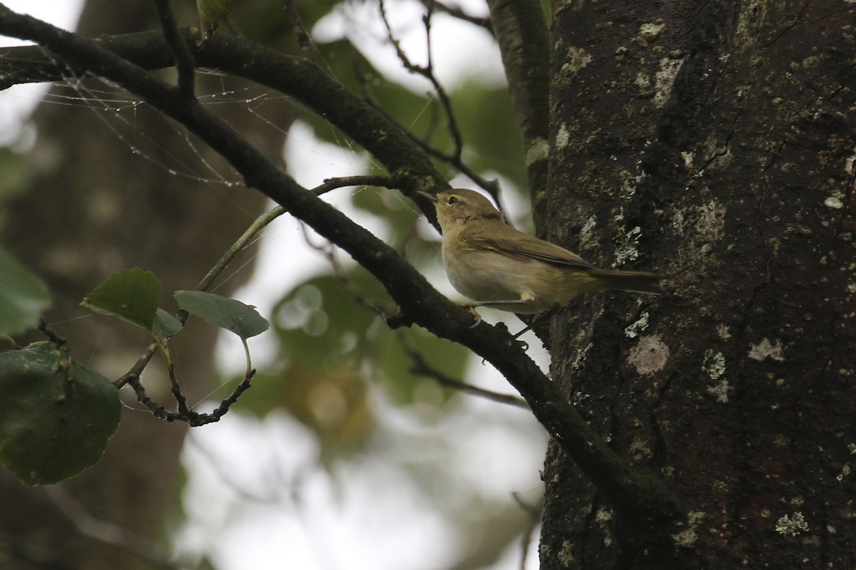 Iberian Chiffchaff - ML620805511