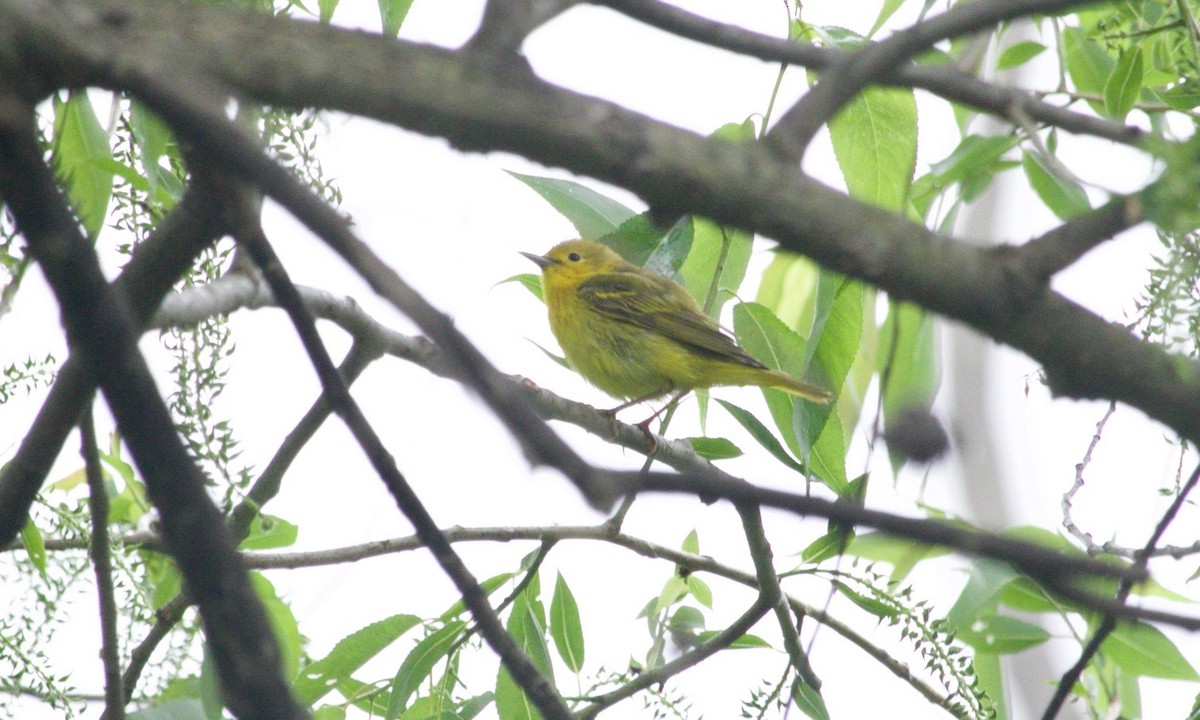 Yellow Warbler - ML620805513