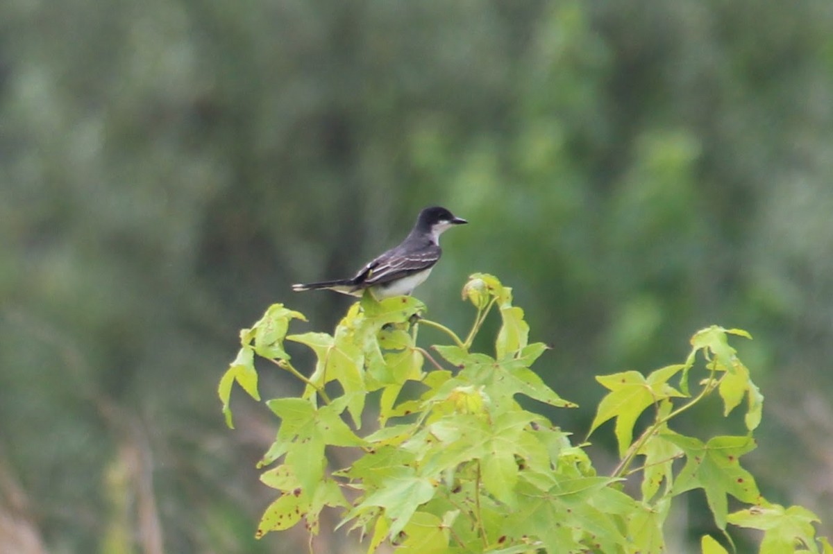 Eastern Kingbird - ML620805514