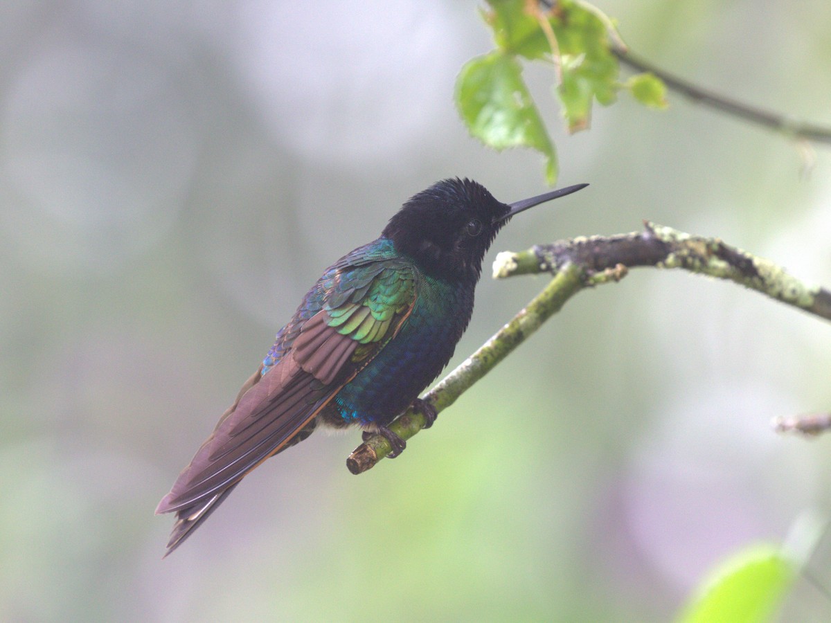 Velvet-purple Coronet - ML620805516