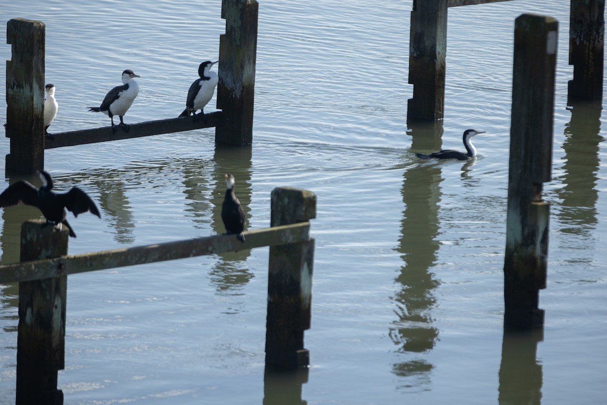 Pied Cormorant - ML620805518