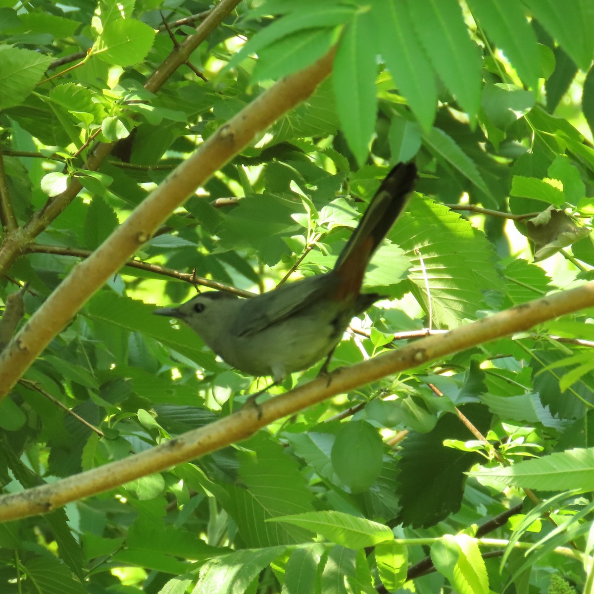 Gray Catbird - ML620805525