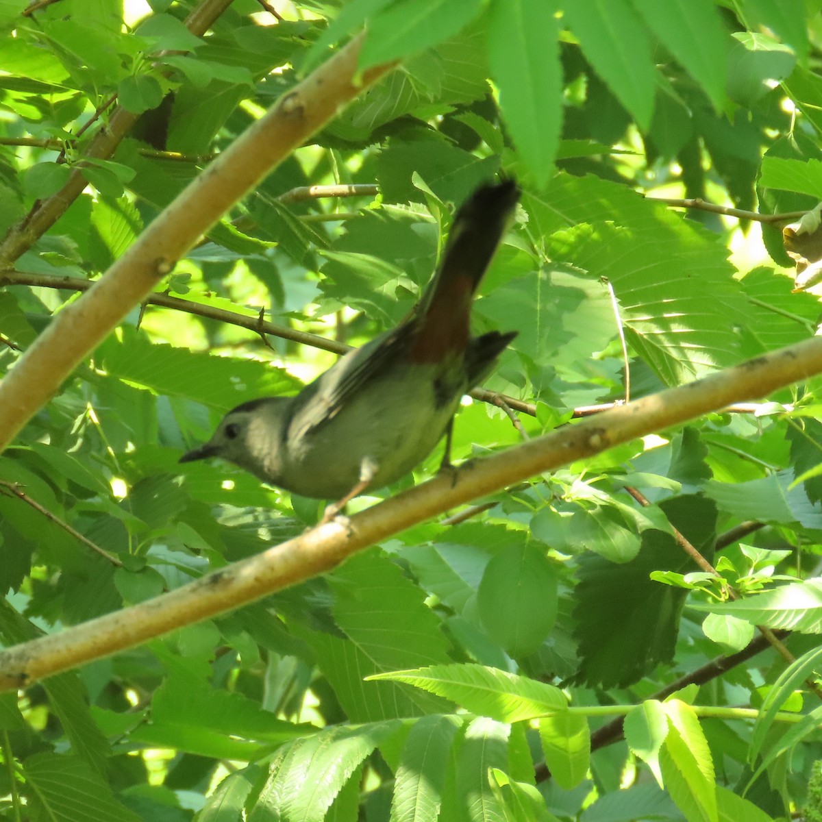 Gray Catbird - ML620805526