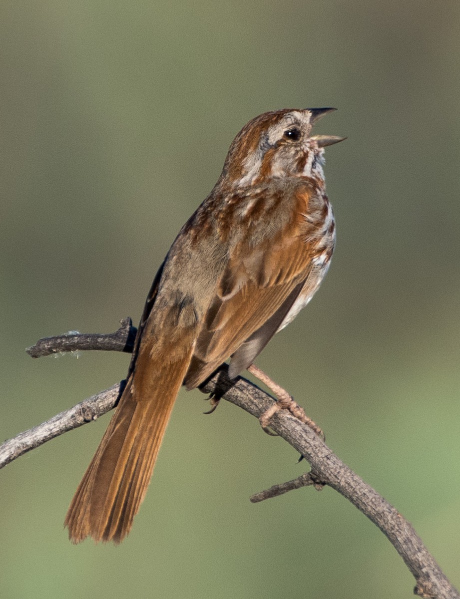 Song Sparrow - ML620805529