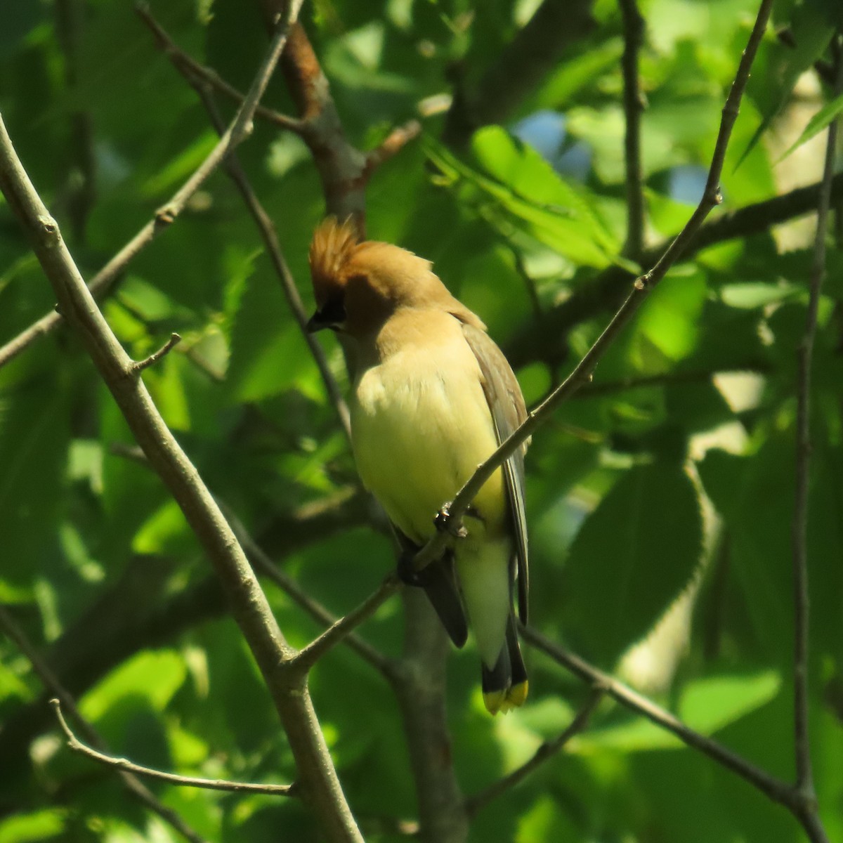 Cedar Waxwing - ML620805530