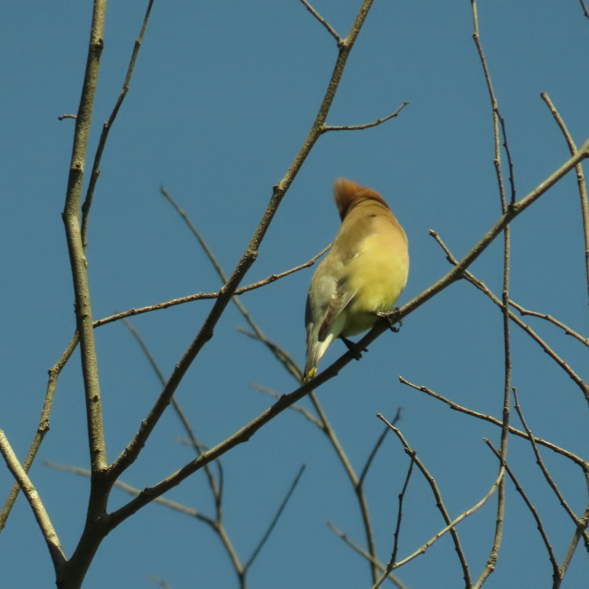 Cedar Waxwing - ML620805531