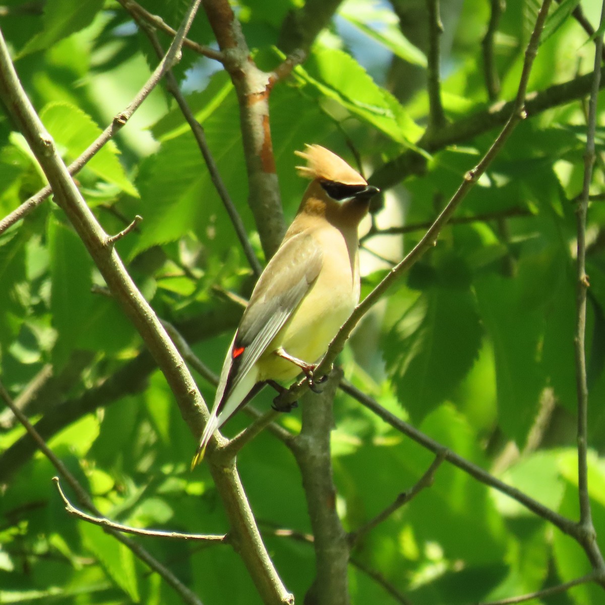 Cedar Waxwing - ML620805532