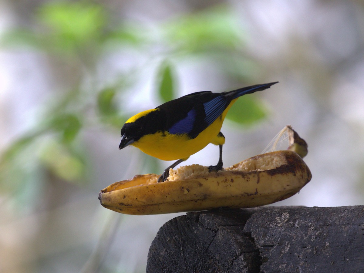 Blue-winged Mountain Tanager (Blue-winged) - ML620805533