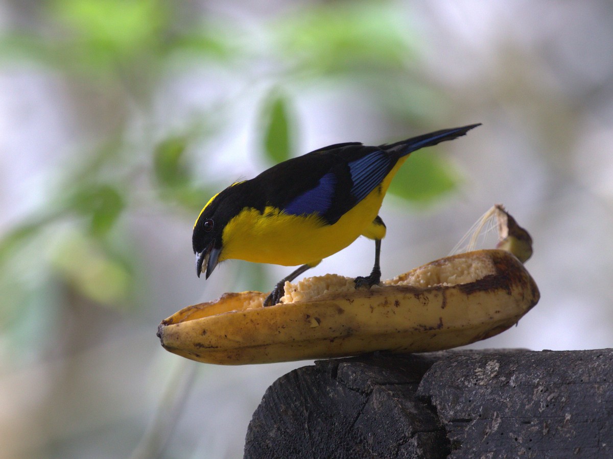 Blue-winged Mountain Tanager (Blue-winged) - ML620805534