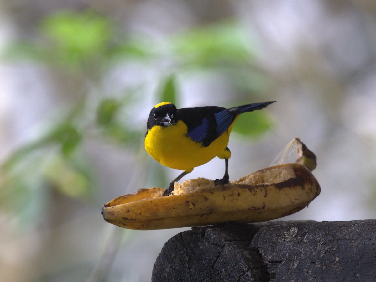 Blue-winged Mountain Tanager (Blue-winged) - ML620805535