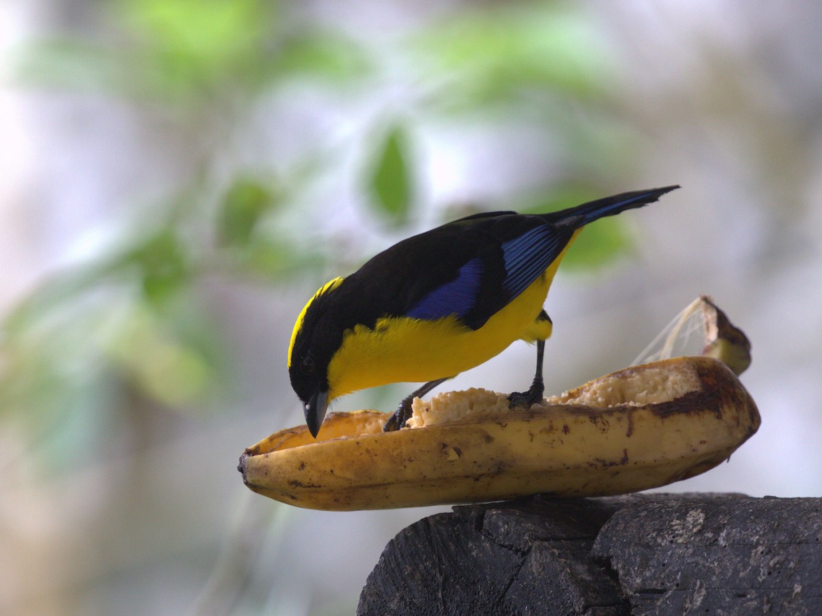 Blue-winged Mountain Tanager (Blue-winged) - Menachem Goldstein