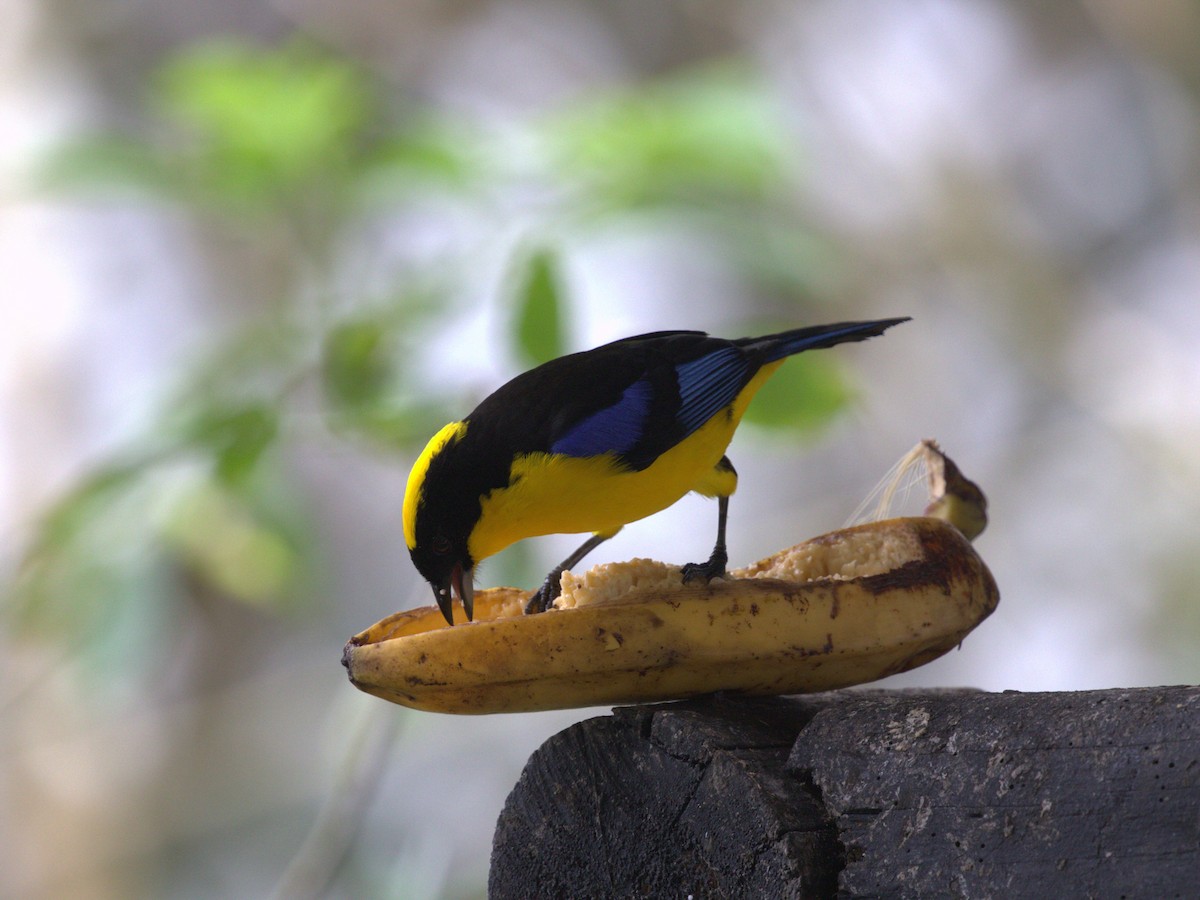 Blue-winged Mountain Tanager (Blue-winged) - ML620805537