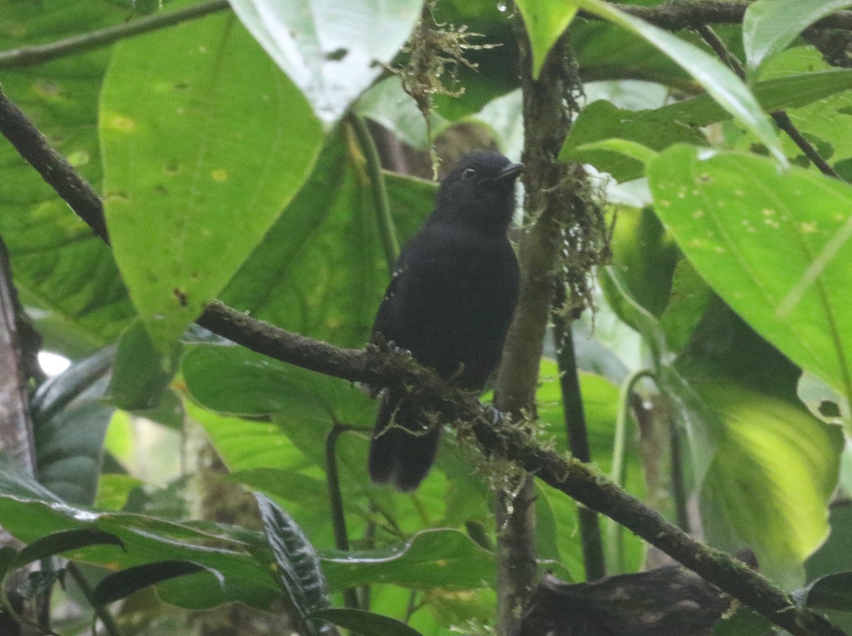 Bicolored Antvireo - ML620805539