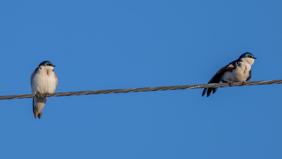 Tree Swallow - ML620805541