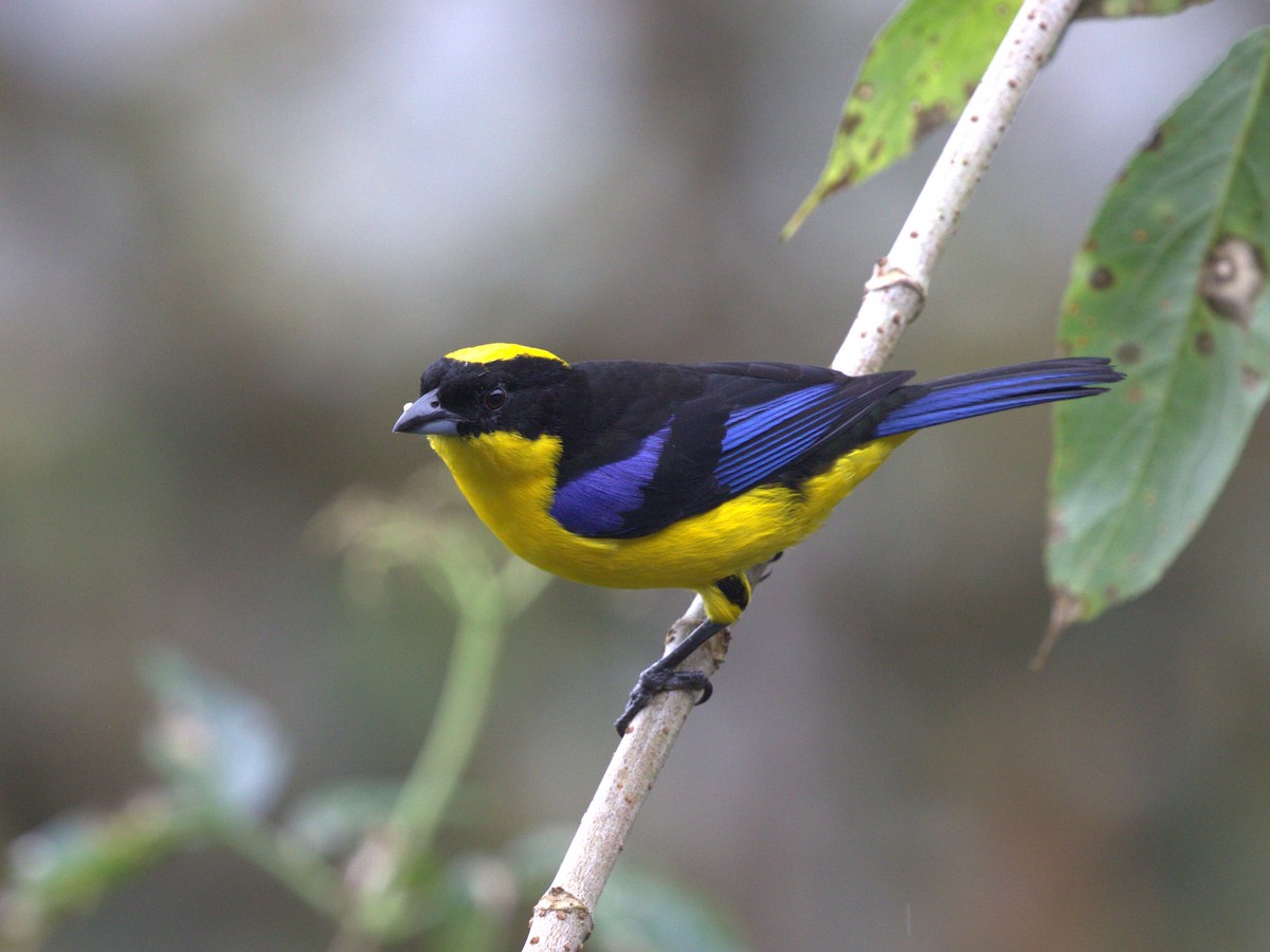 Blue-winged Mountain Tanager (Blue-winged) - ML620805542